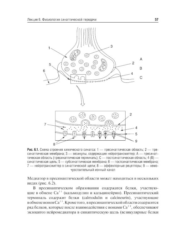 Избранные лекции по нормальной физиологии = Selected Lectures on Normal Physiology : учебное пособие на русском и английском языках