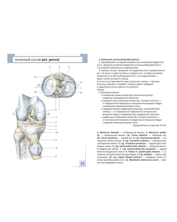 Визуальная анатомия человека. Артросиндесмология: Учебное пособие (карточки 31 шт.)
