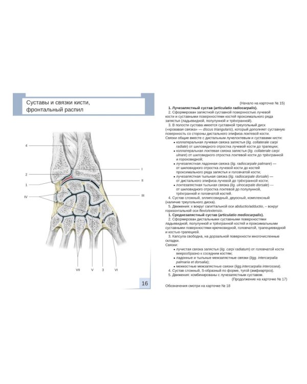 Визуальная анатомия человека. Артросиндесмология: Учебное пособие (карточки 31 шт.)