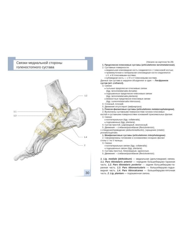Визуальная анатомия человека. Артросиндесмология: Учебное пособие (карточки 31 шт.)
