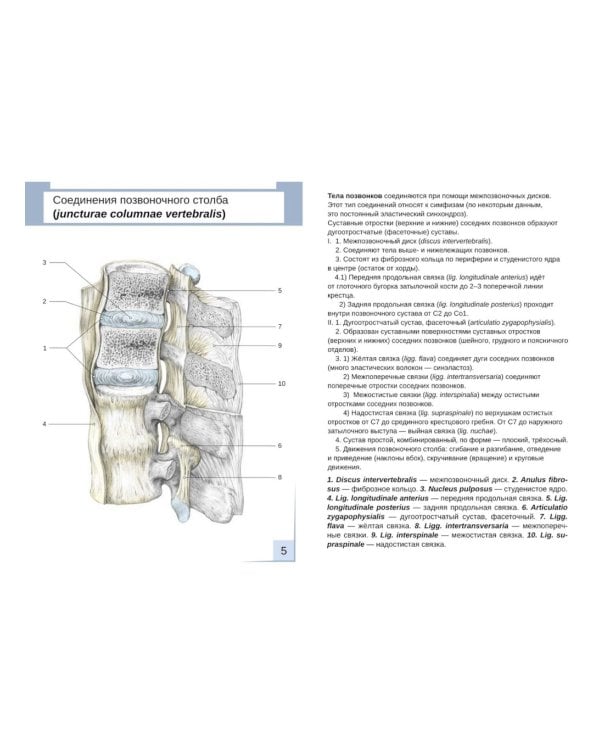 Визуальная анатомия человека. Артросиндесмология: Учебное пособие (карточки 31 шт.)
