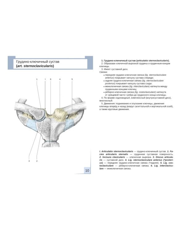 Визуальная анатомия человека. Артросиндесмология: Учебное пособие (карточки 31 шт.)