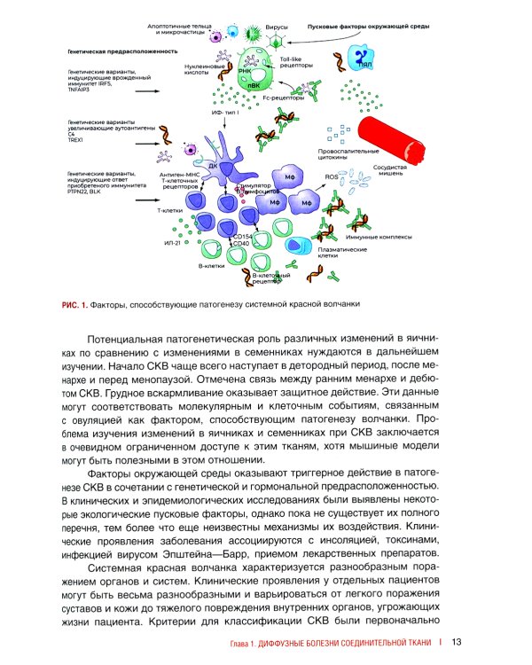 Биопсийная диагностика ревматических заболеваний. Руководство для врачей