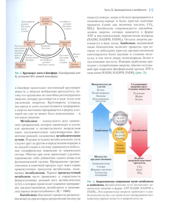 Основы биохимии Ленинджера. В 3 т. Т. 2: Биоэнергетика и метаболизм. 5-е изд., перераб.и доп