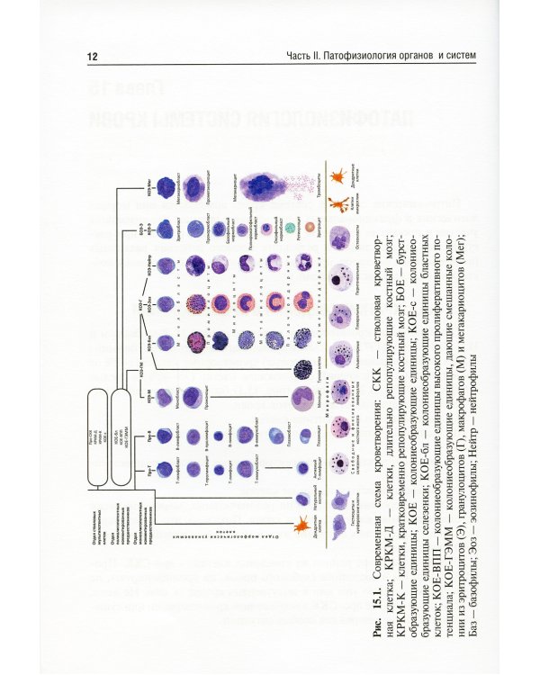 Патофизиология: Учебник. В 2 т. Т. 2. 5-е изд., перераб. и доп