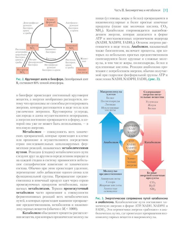 Основы биохимии Ленинджера. В 3 т. Т. 2: Биоэнергетика и метаболизм. 5-е изд., перераб. и доп