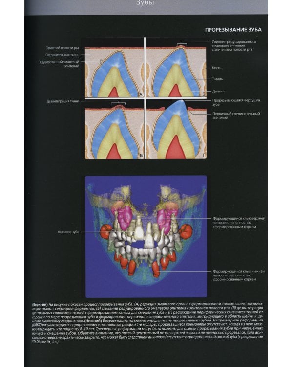 Лучевая диагностика. Полость рта и челюстно-лицевая область. В 2 т (комплект из 2-х книг)