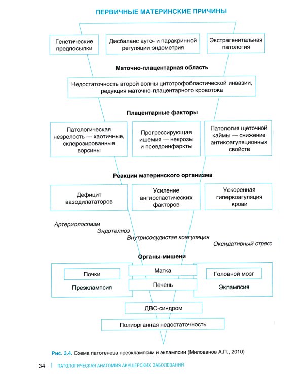 Патологическая анатомия акушерских заболеваний