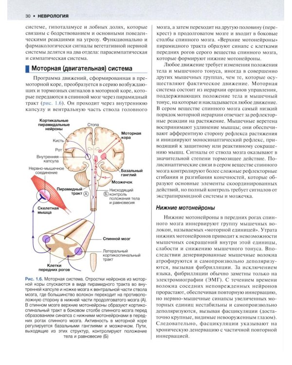 Внутренние болезни по Дэвидсону. В 5 т. Т. 4. Неврология. Психиатрия. Офтальмология. Инсульт. 2-е изд