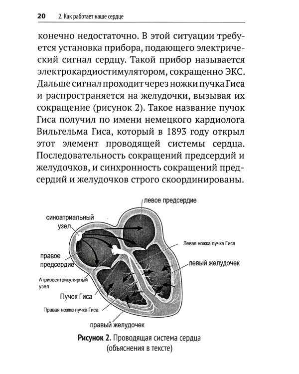 Почему сердце застучало. Ваш домашний путеводитель по сердечным аритмиям