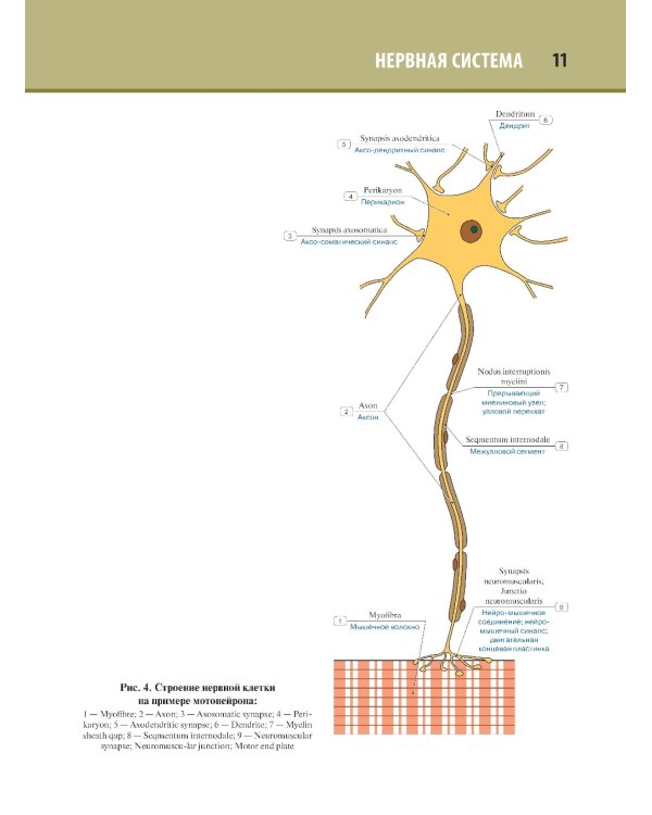Анатомия человека. Атлас. В 3 т. Т. 3: Неврология, эстезиология