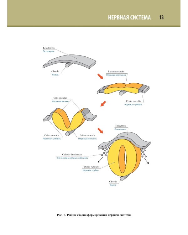 Анатомия человека. Атлас. В 3 т. Т. 3: Неврология, эстезиология