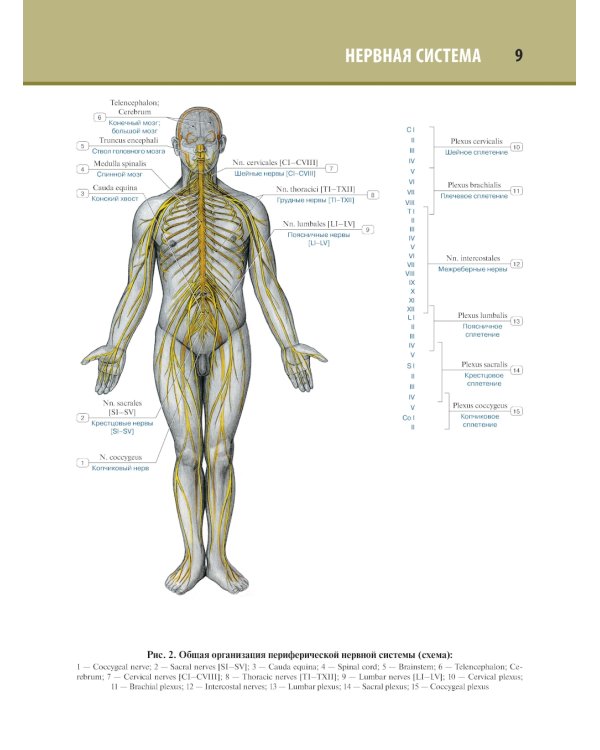 Анатомия человека. Атлас. В 3 т. Т. 3: Неврология, эстезиология