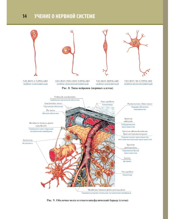 Анатомия человека. Атлас. В 3 т. Т. 3: Неврология, эстезиология