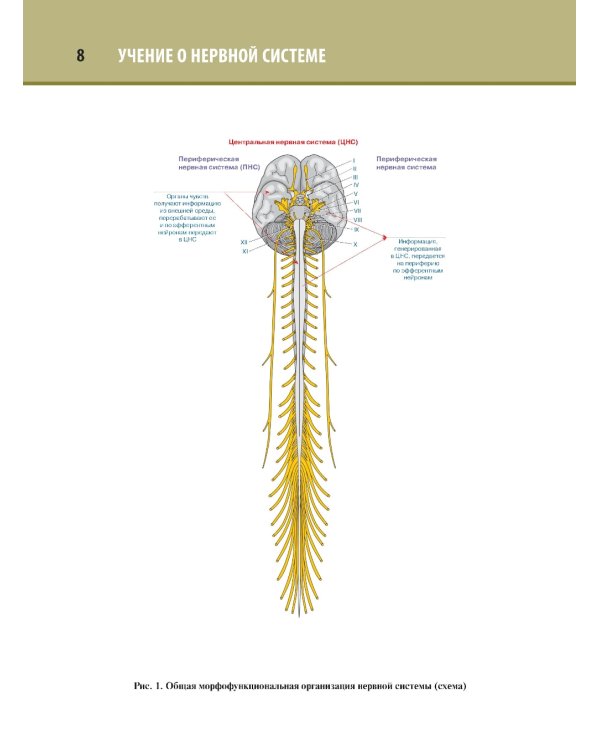 Анатомия человека. Атлас. В 3 т. Т. 3: Неврология, эстезиология