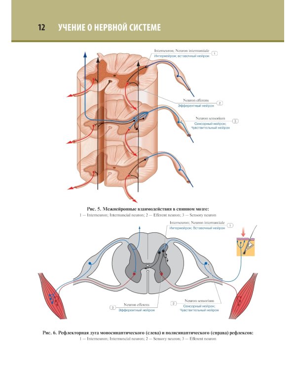 Анатомия человека. Атлас. В 3 т. Т. 3: Неврология, эстезиология