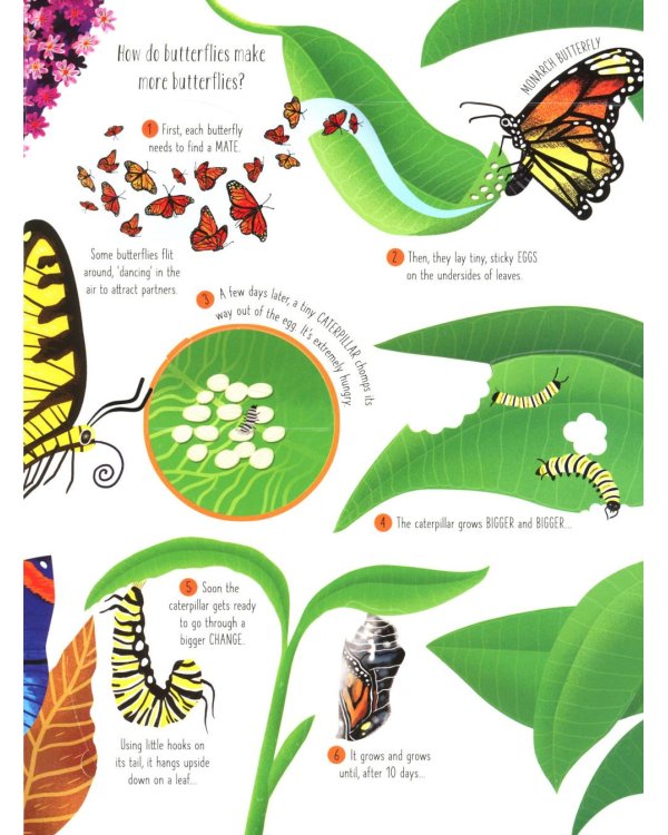 Lift-the-flap. Bugs and butterflies