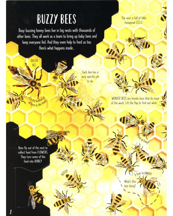 Lift-the-flap. Bugs and butterflies