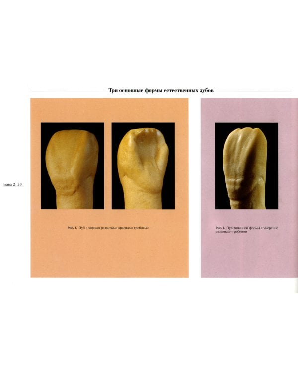 Морфология природы. Атлас  вариантов формы зубов