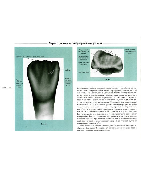 Морфология природы. Атлас  вариантов формы зубов