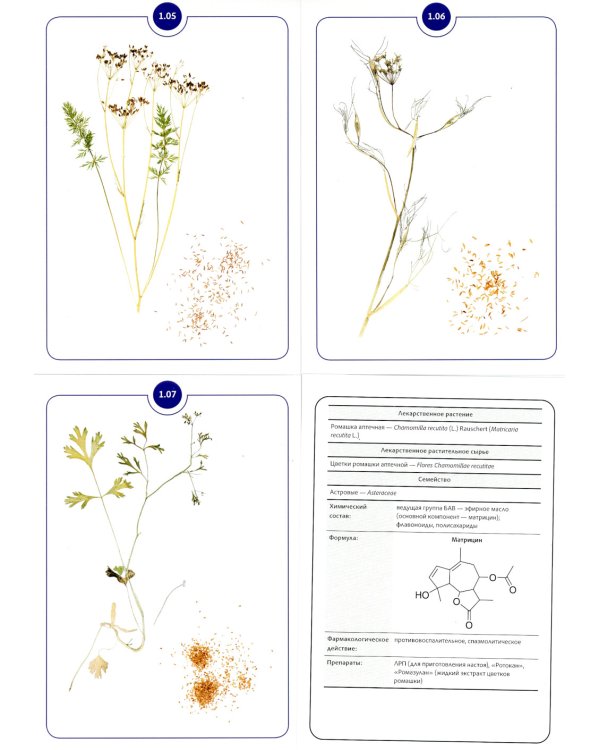 Фармакогнозия. Блок 1 (59 карточек). Лекарственные растения и лекарственное растительное сырье. Учебное пособие
