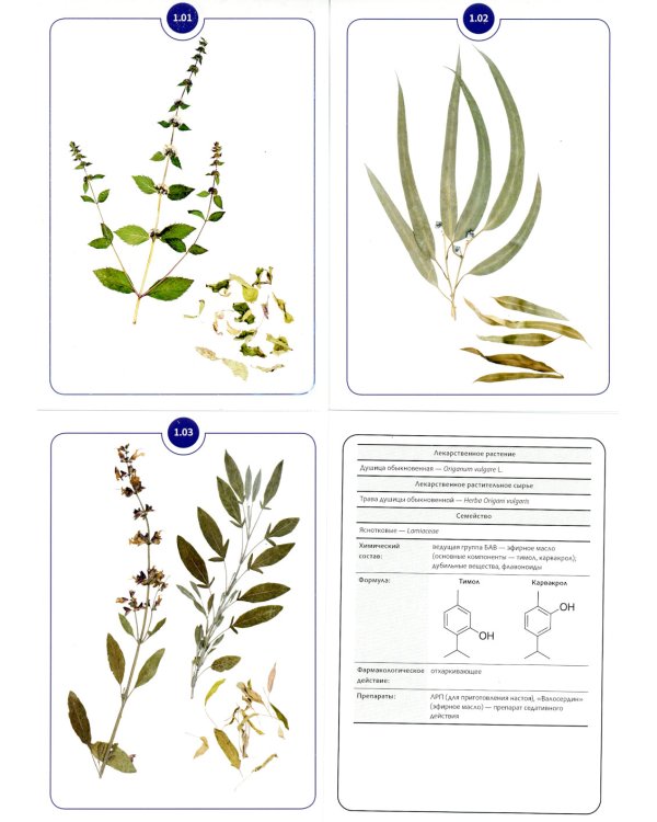 Фармакогнозия. Блок 1 (59 карточек). Лекарственные растения и лекарственное растительное сырье. Учебное пособие