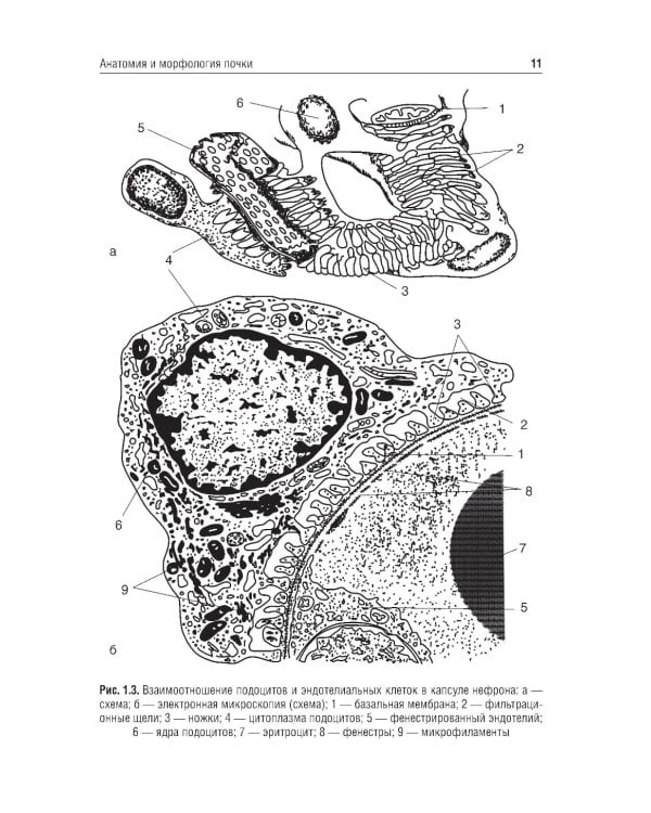 Клиническая нефрология: Учебное пособие