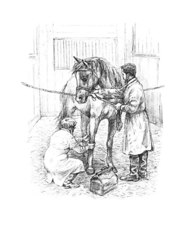 Самый красивый конь