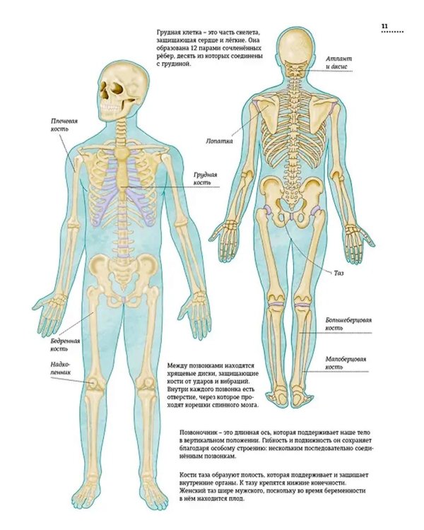 Тело человека. Атлас анатомии в картинках