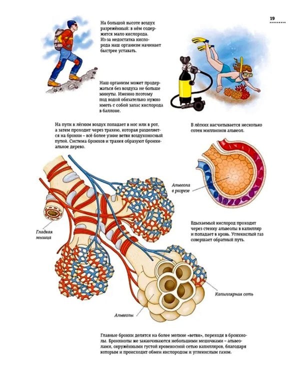 Тело человека. Атлас анатомии в картинках
