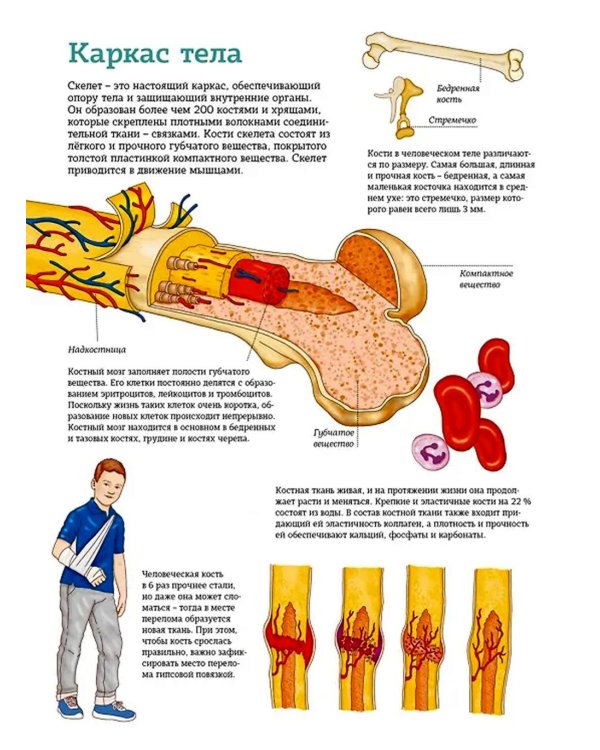 Тело человека. Атлас анатомии в картинках