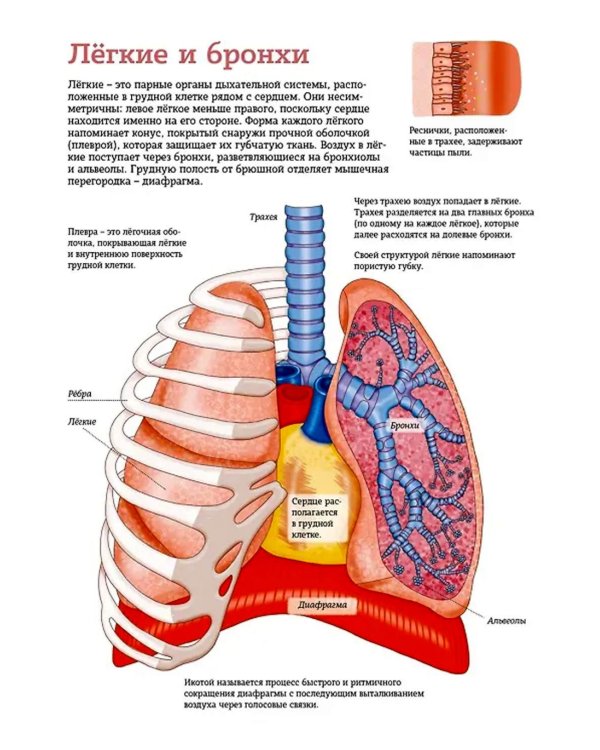 Тело человека. Атлас анатомии в картинках