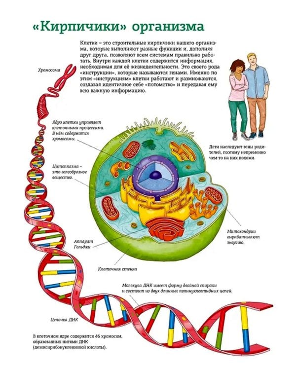 Тело человека. Атлас анатомии в картинках