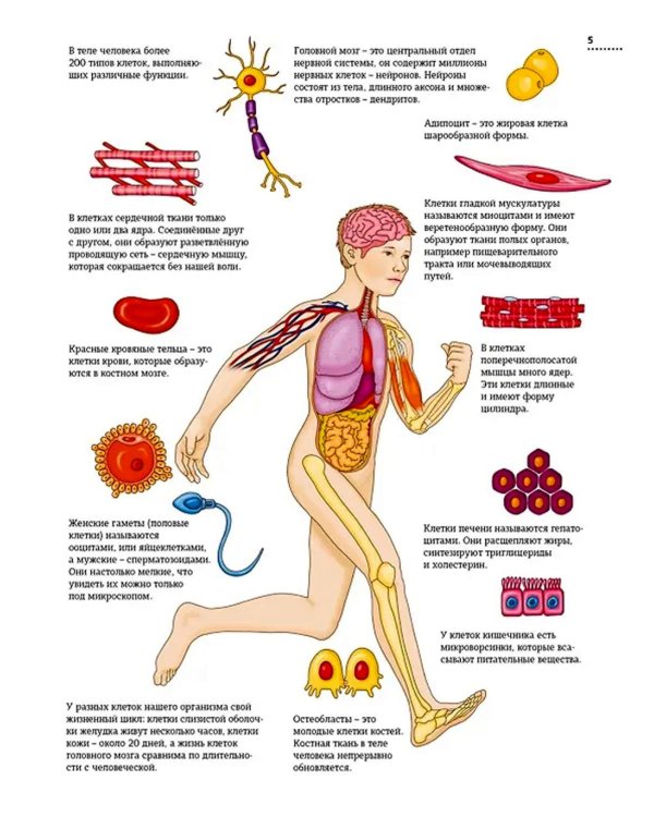 Тело человека. Атлас анатомии в картинках