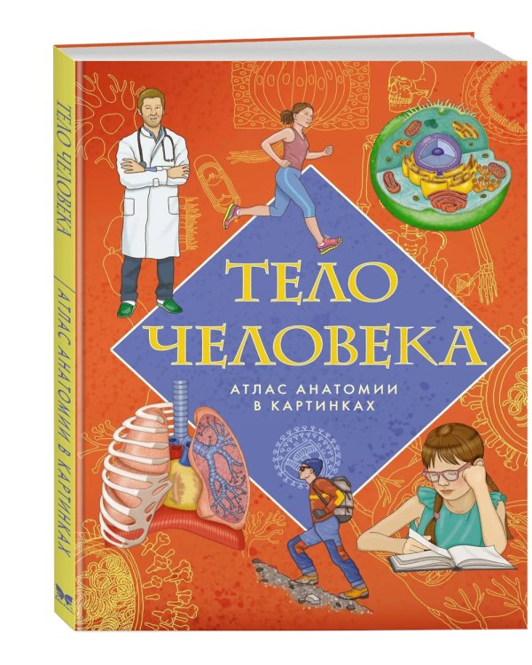 Тело человека. Атлас анатомии в картинках