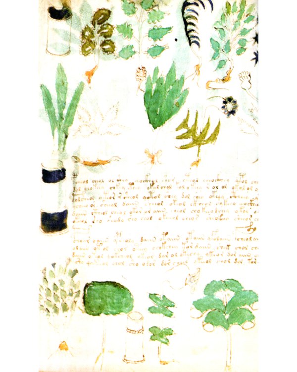 Оракул Войнича = Voinich Oracle. (54 карт + книга руководство. Арт: 41500.)