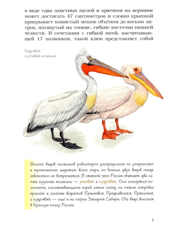 Птицы на кормушках; Птицы-рыболовы (комплект из 2-х книг)