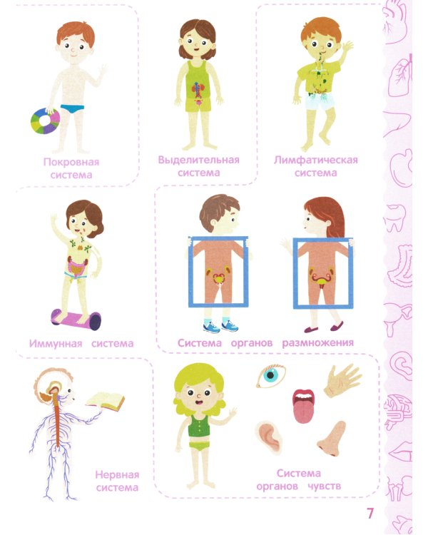 Анатомия для детей