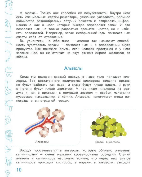 Анатомия для детей