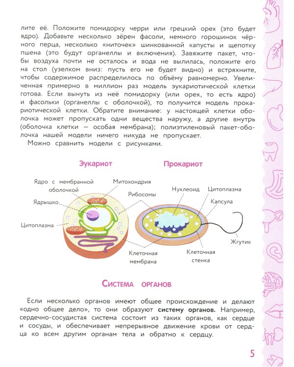 Анатомия для детей