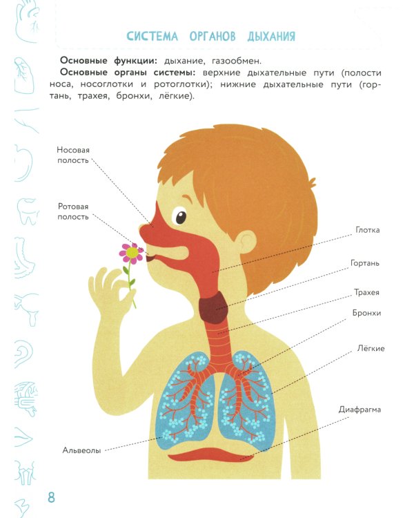 Анатомия для детей