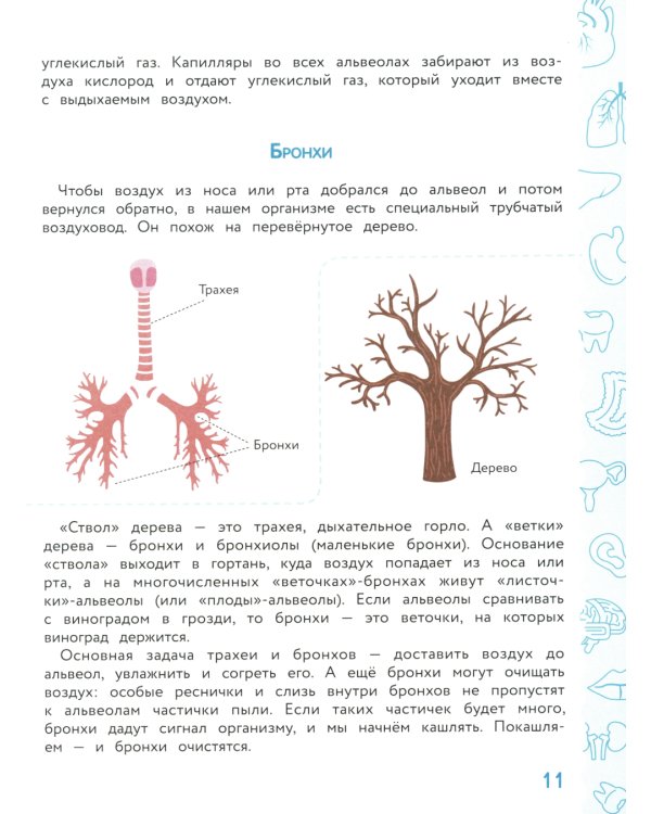 Анатомия для детей