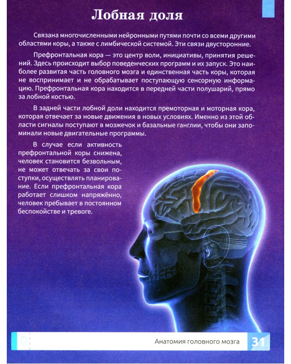 Мозг человека. Самая умная энциклопедия