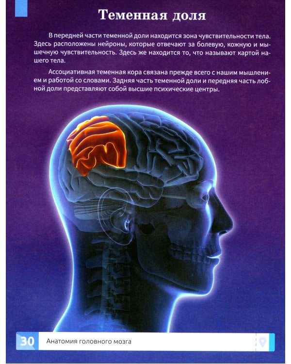 Мозг человека. Самая умная энциклопедия