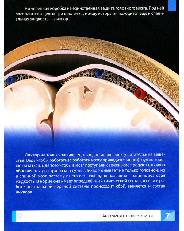 Мозг человека. Самая умная энциклопедия