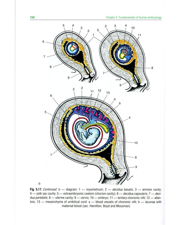 Histology, Embryology, Cytology = Гистология, эмбриология, цитология : textbook. (кн. на англ. яз.)
