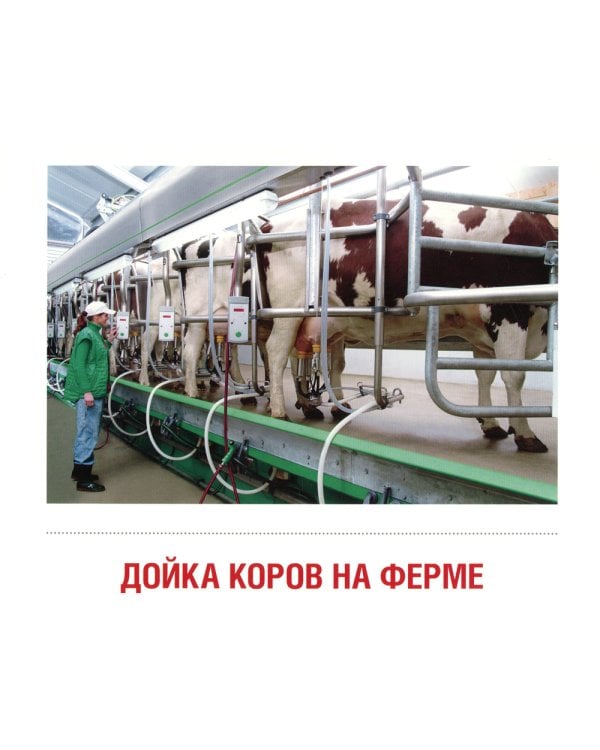 Демонстрационные картинки. Молоко и молочные продукты