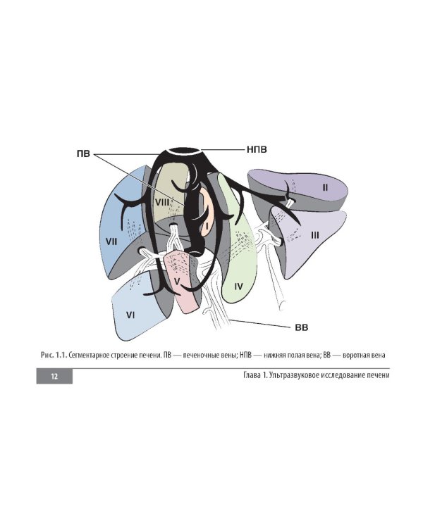 Клинические нормы. Ультразвуковое исследование органов брюшной полости: справочник в таблицах