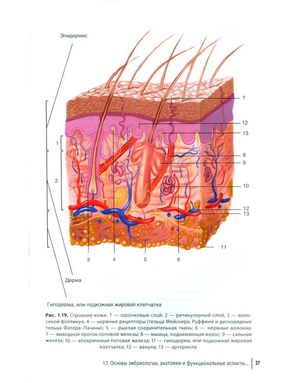 Заболевания кожи и инфекции, передаваемые половым путем, в акушерско-гинекологической практике: руководство для врачей