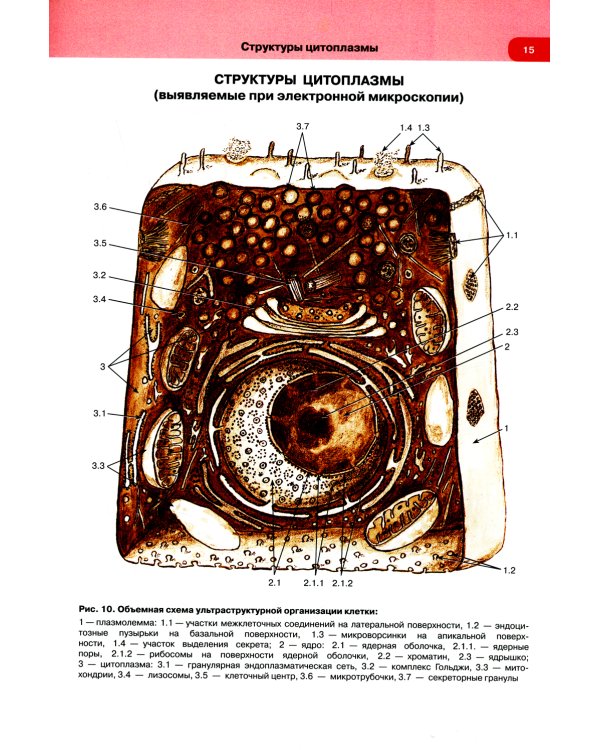 Гистология, цитология и эмбриология: атлас: учебное пособие
